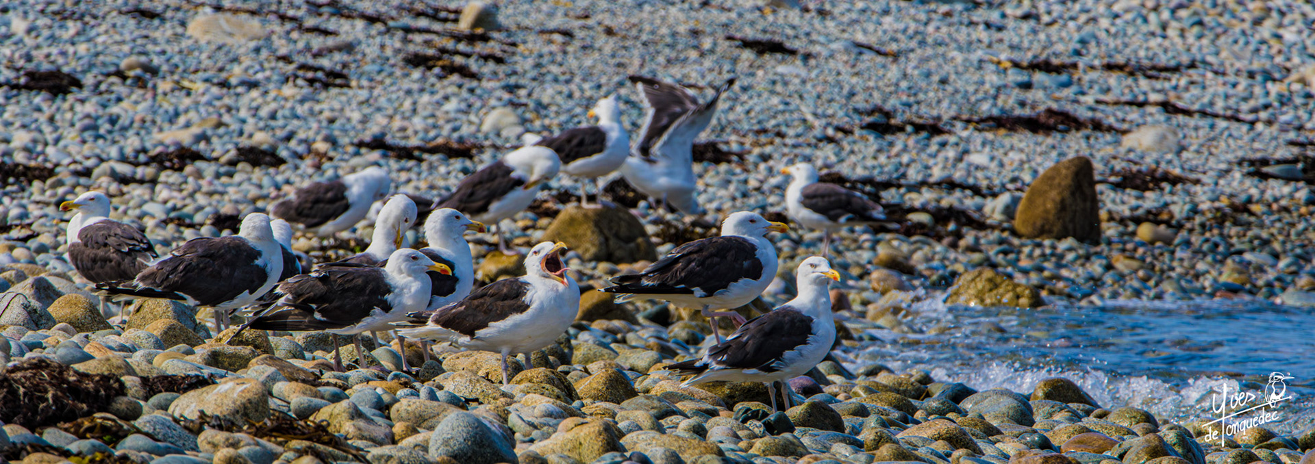 Le clan des Goéland marin au repos prés de l'eau