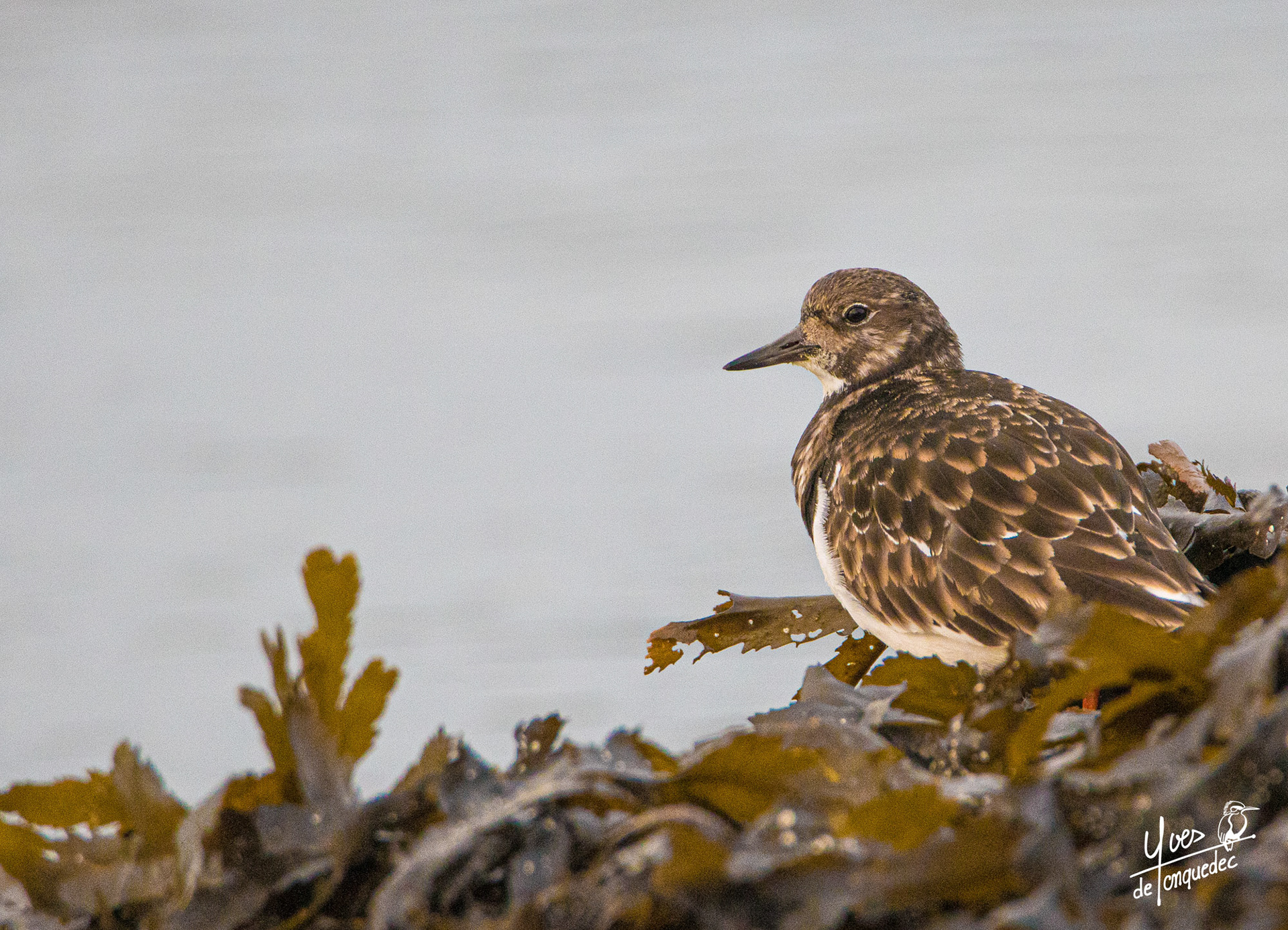 Le Tournepierre à colier dans le goémon 