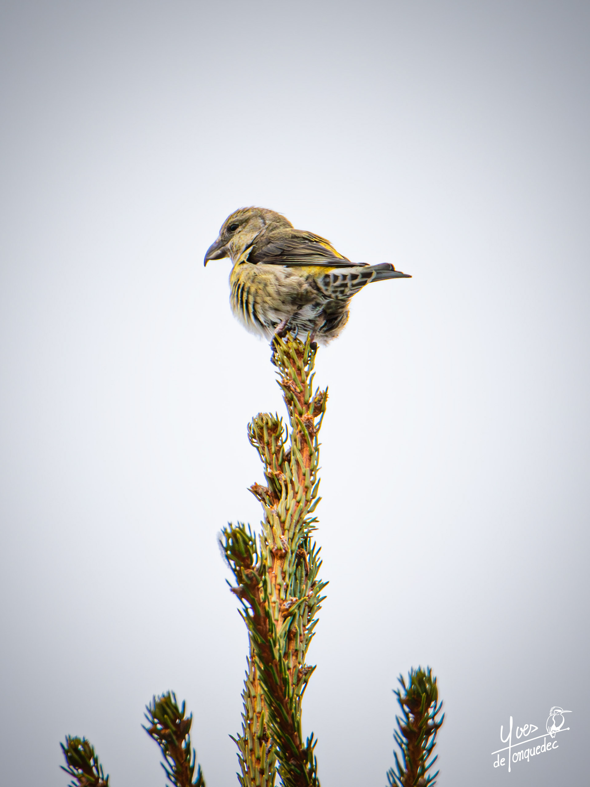 Madame Bec-croisé des sapins au top du pin 