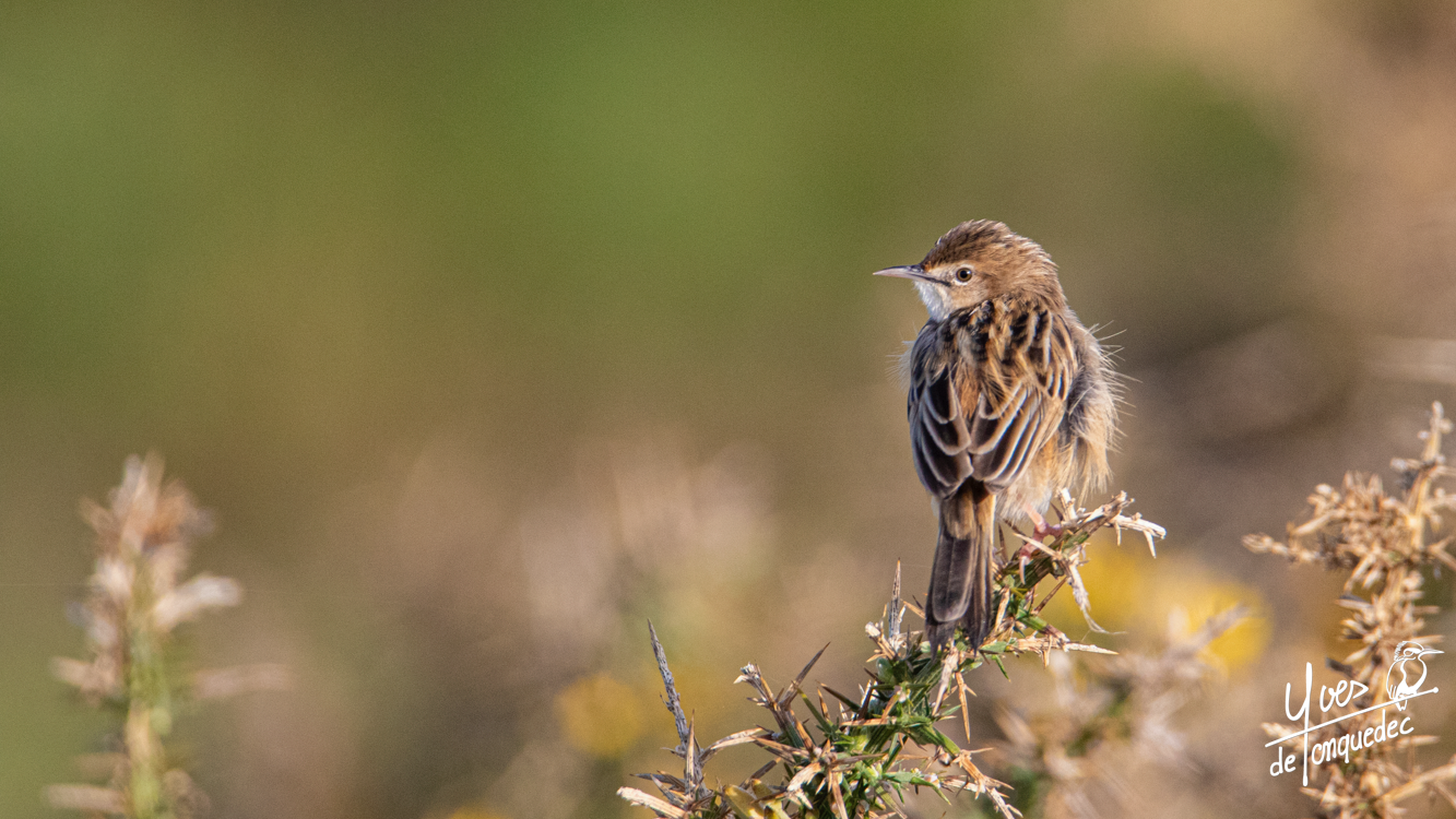 Pics bec et plumes, la Cisticole des joncs