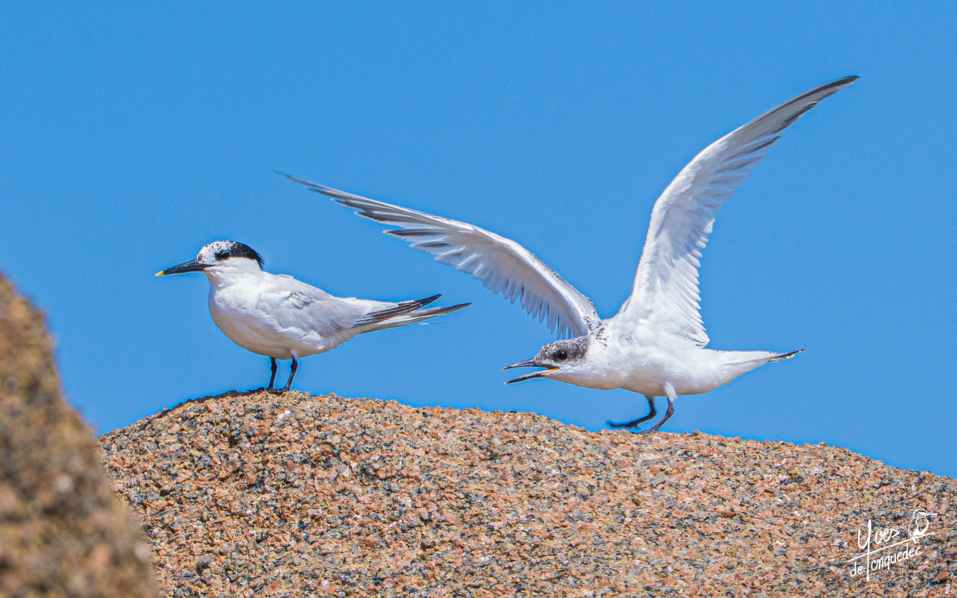 La jeune Sterne caugek a faim