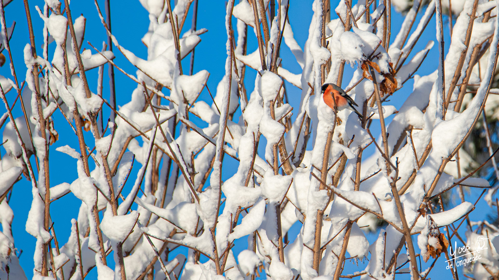 Le bain de soleil du Bouvreuil pivoine
