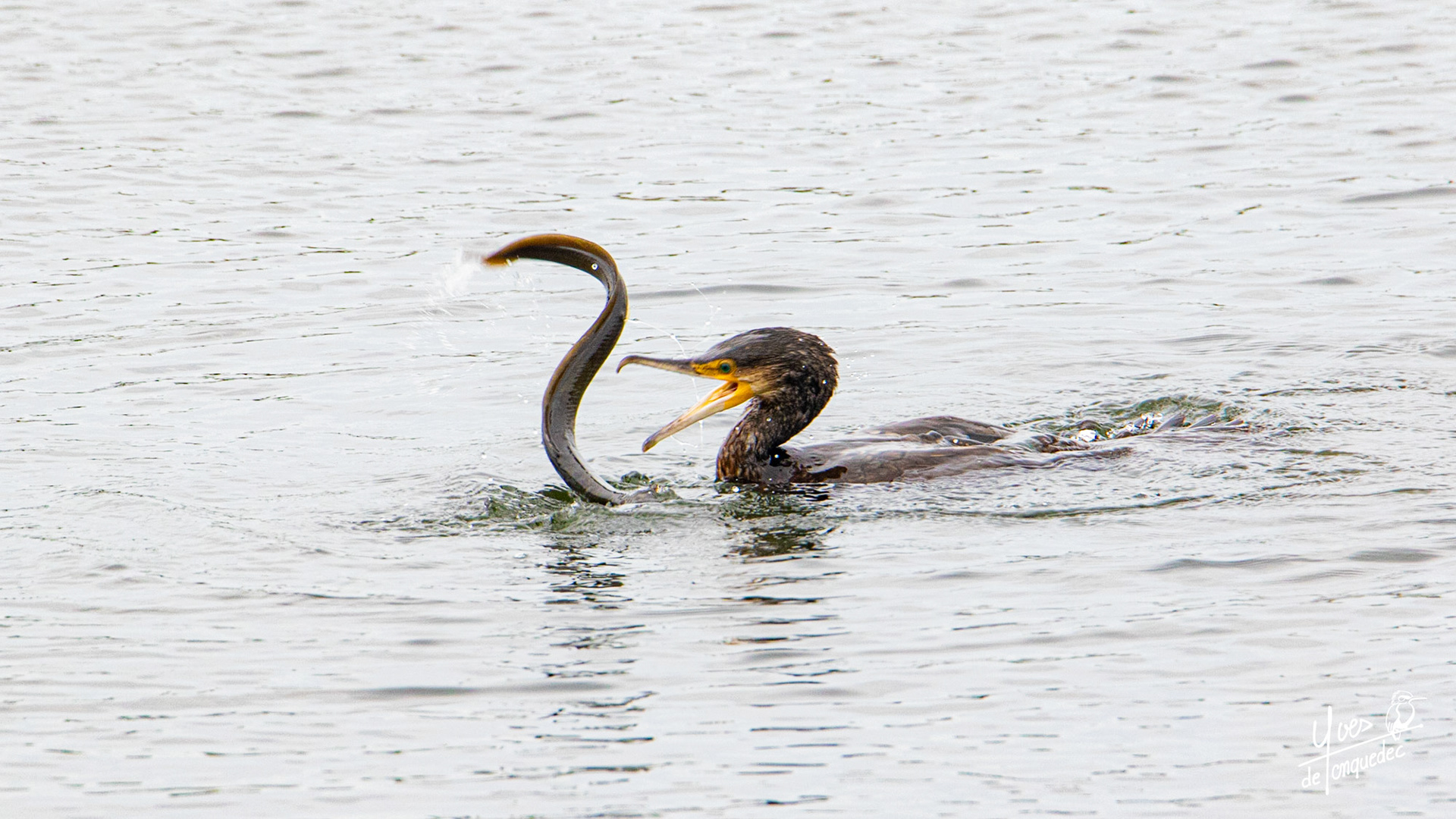 Combant naval du Grand cormoran et de l'Anguille d'Europe dans le port d'Oudeschild