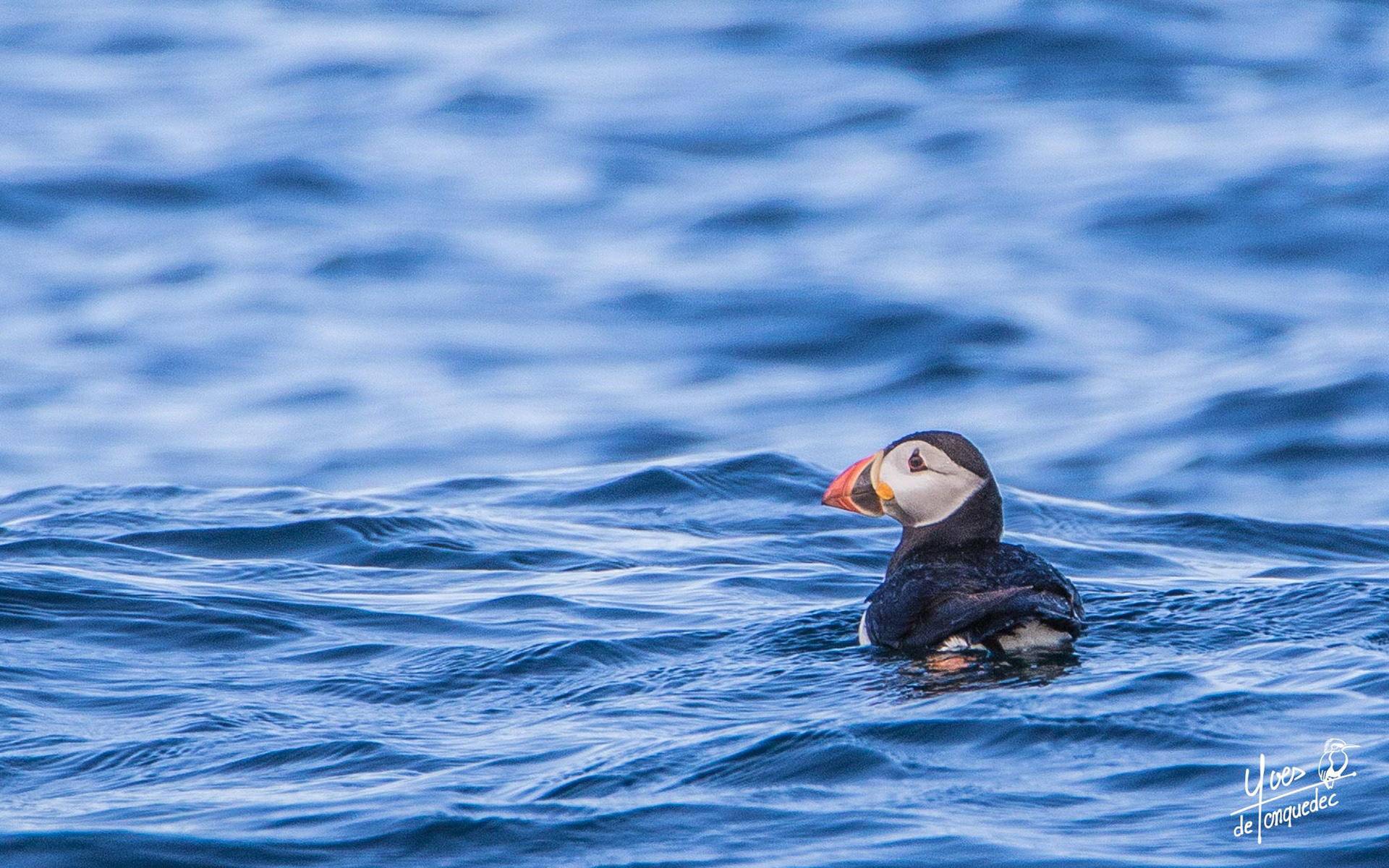 Le Macareux moine au repos - le 01 juillet 2019 - Réserve des 7 iles Perros Guirec Bretagne 