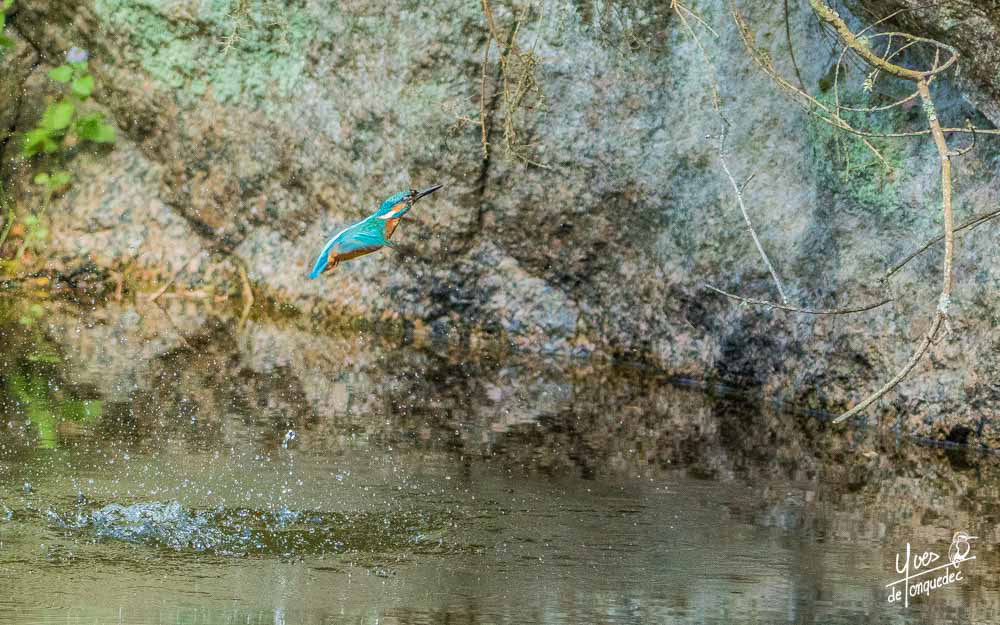 Le plongeon du Martin-pêcheur d'Europe...