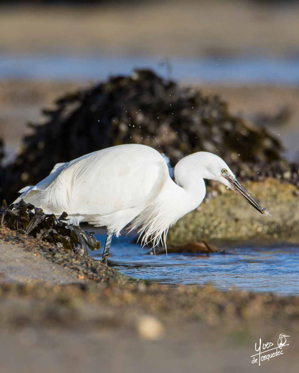 Pêche à la Crevette de l'Aigrette garzette - Baie Sainte Anne Trégastel le 2 janvier 2021