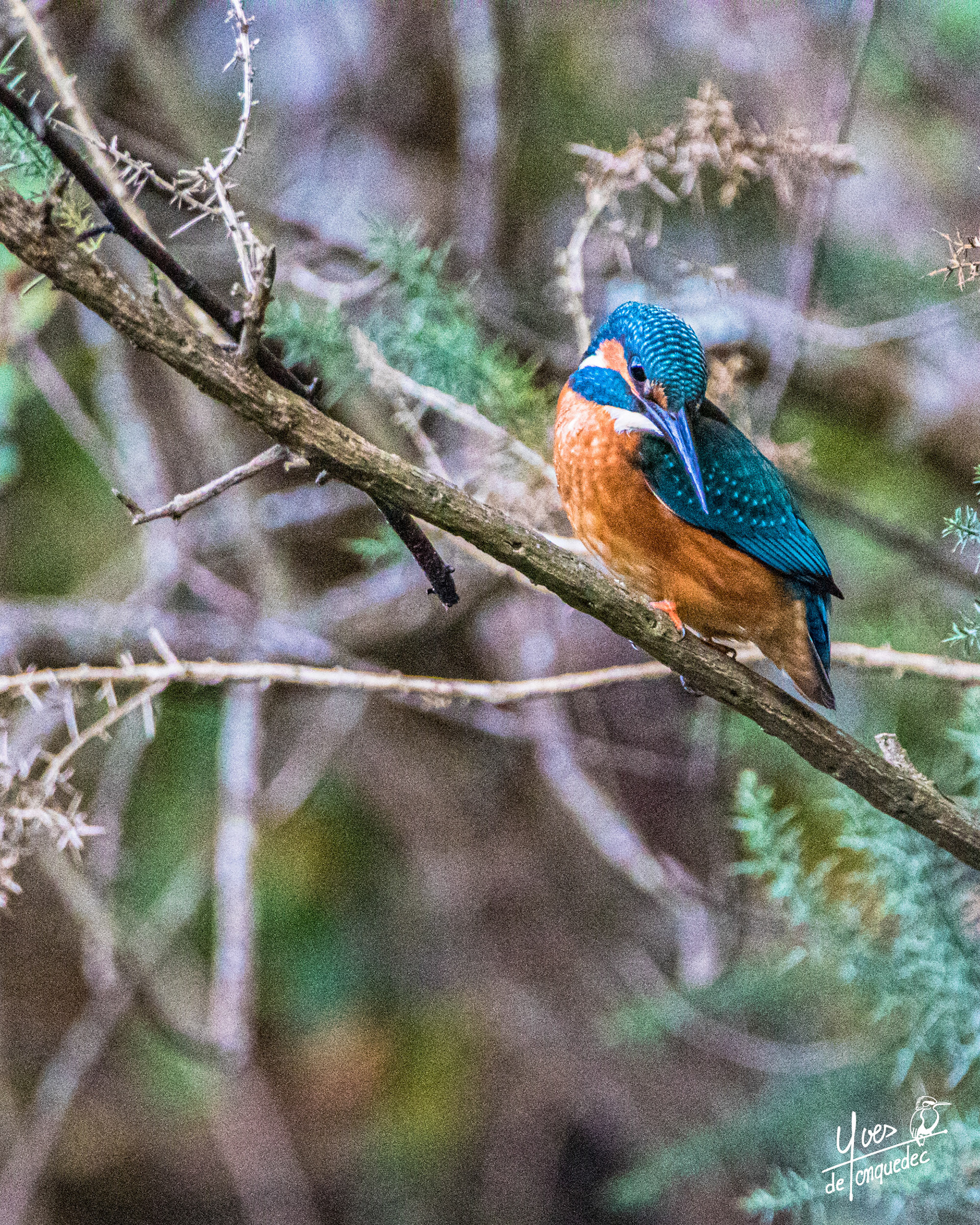 Le Martin pêcheur d'Europe à l'affut