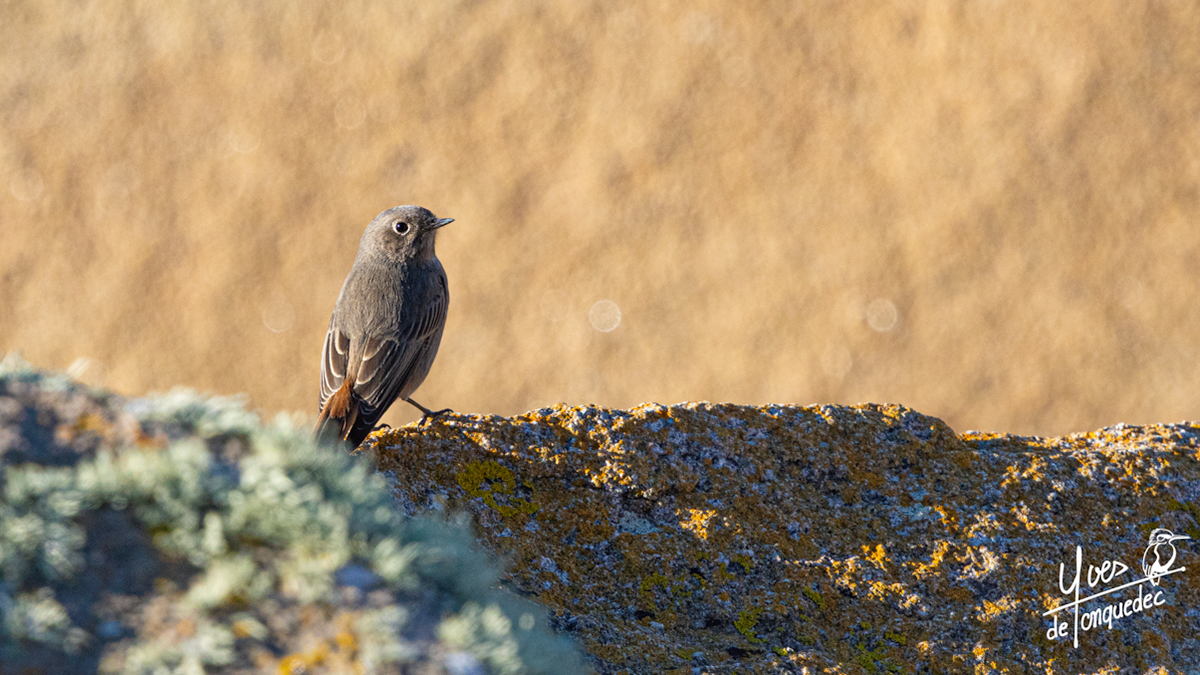 Rougequeue noir, granit rose et lichen vert 