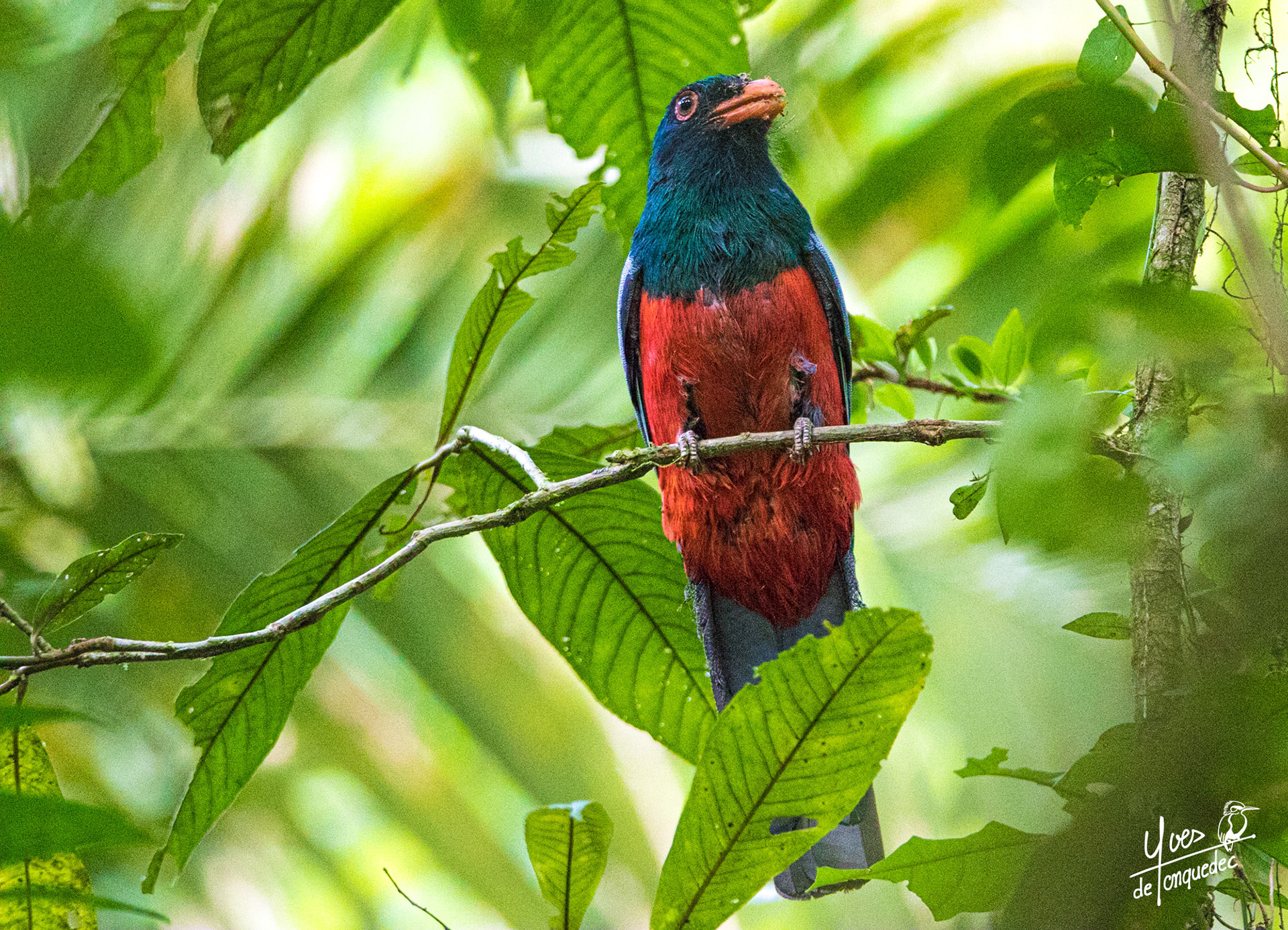 Un Trogon de Masséna s'enduit de termite, Camouflage olfactif pour creuser son nid dans la termitière
