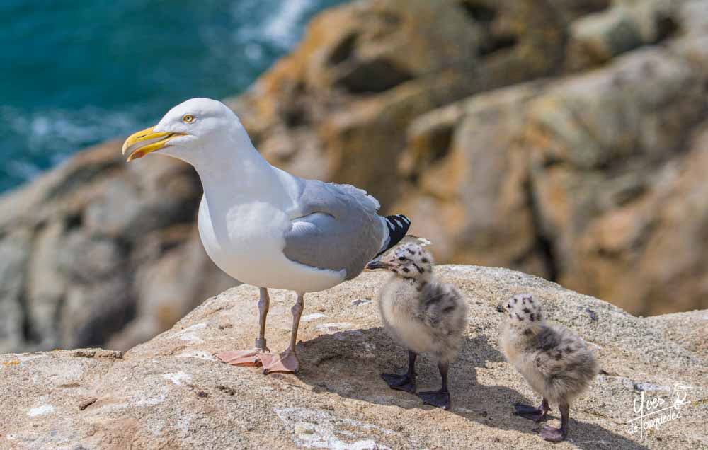 Le Goéland argenté et ses deux poussins tachetés - Réserve naturelle nationale des 7 îles