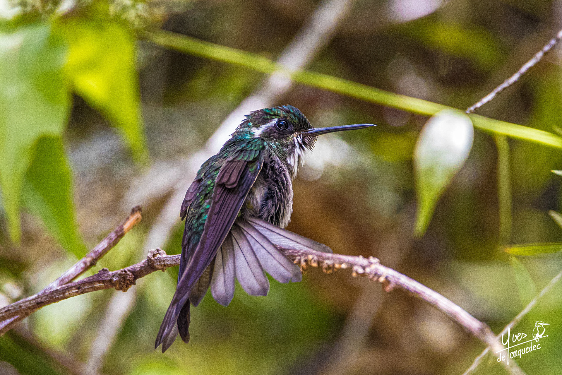Bel éventail du Colibri à ventre châtain