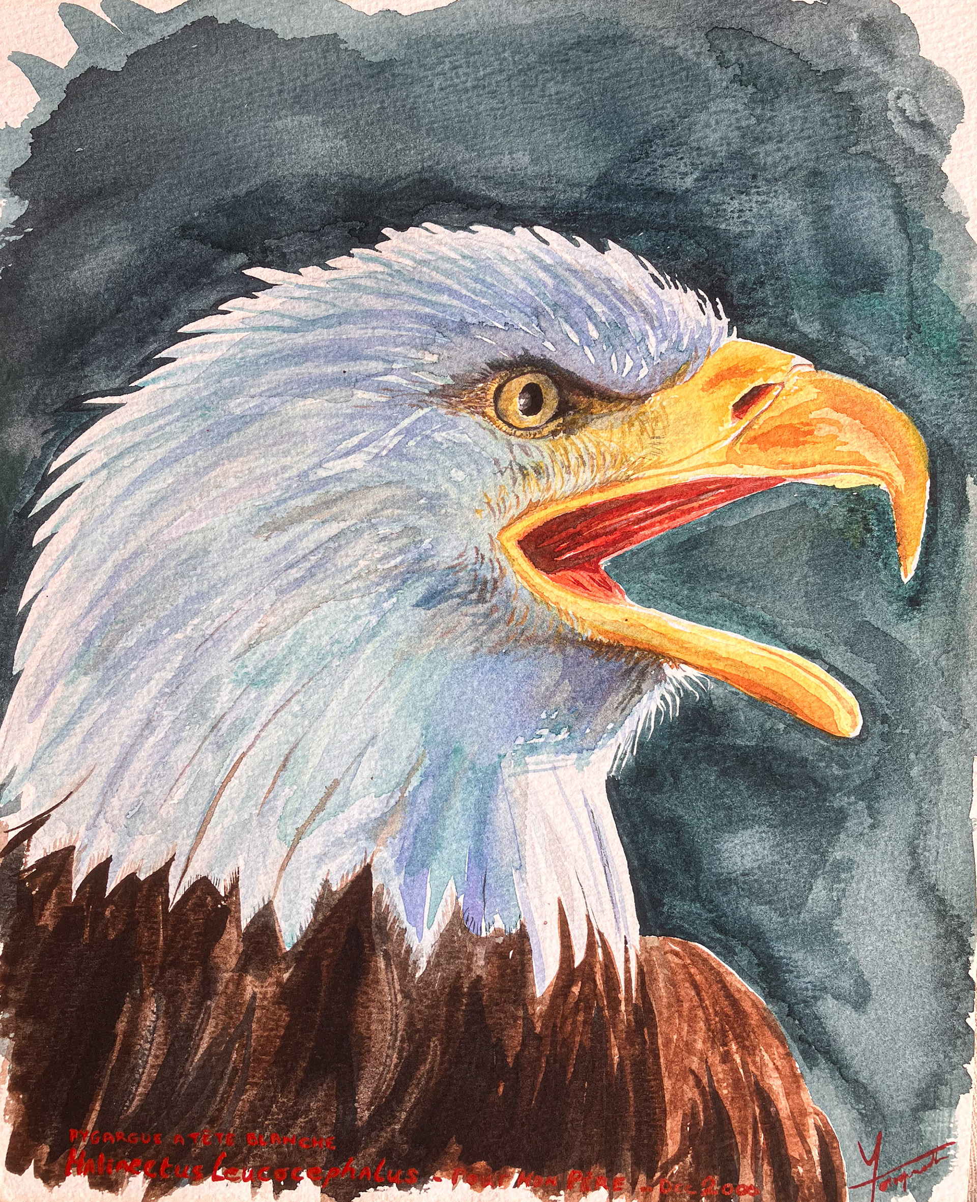 Le cri du Pygargue à tête blanche - Aquarelle 1998