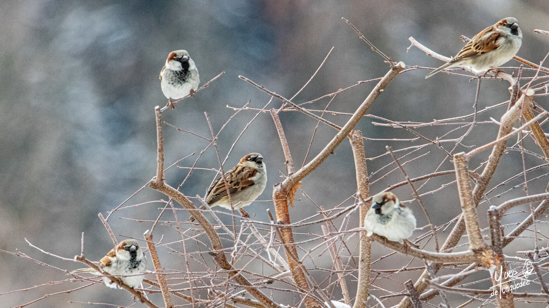 Moineaux domestiques dans le vent glacé