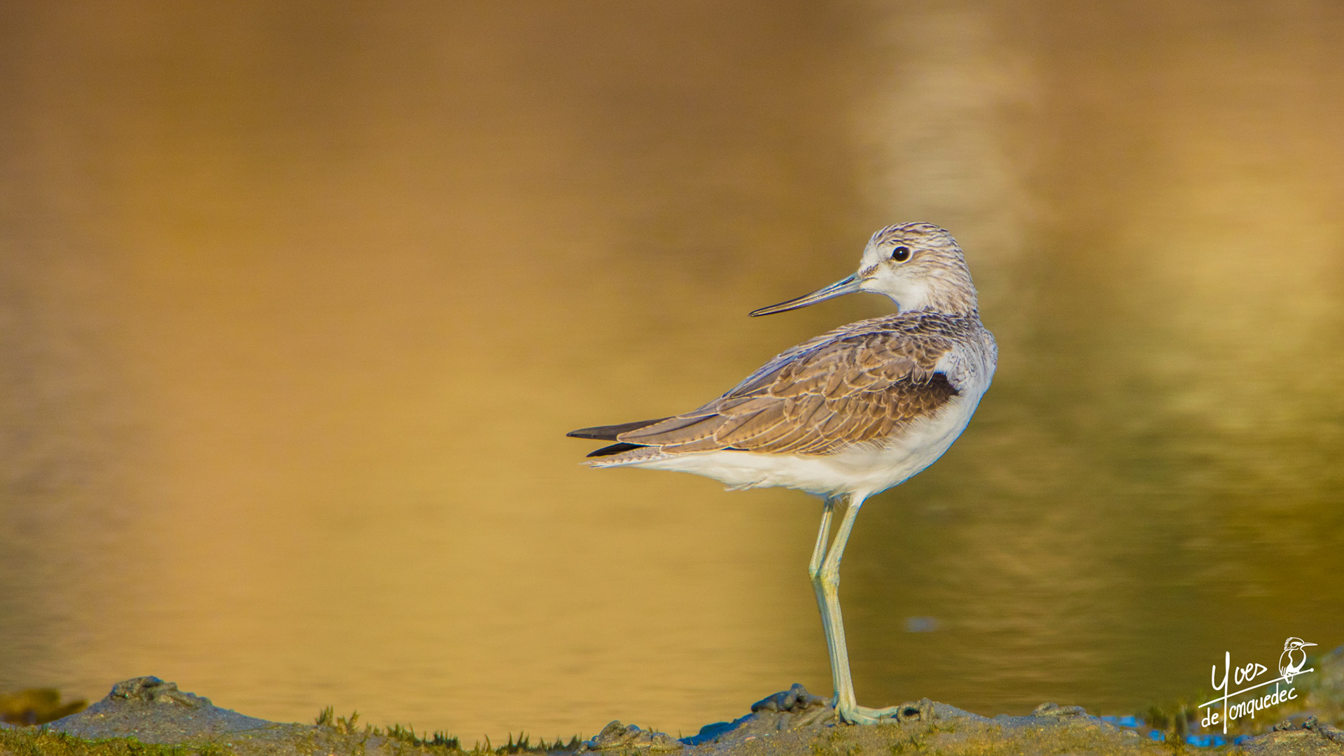 Le Chevalier aboyeur en pleine réflexion