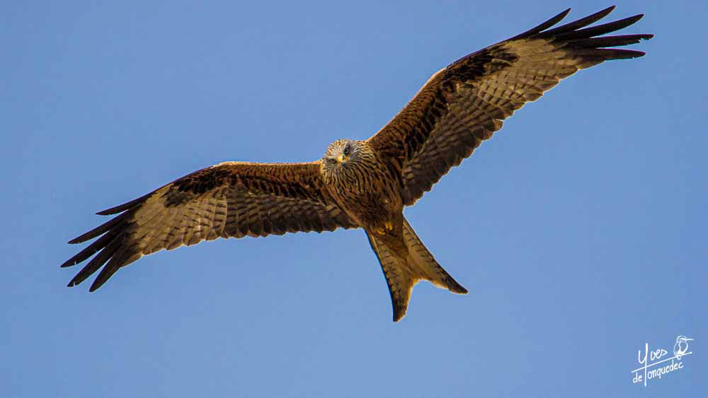 Don't look up le regard du Milan royal dans le ciel Suisse