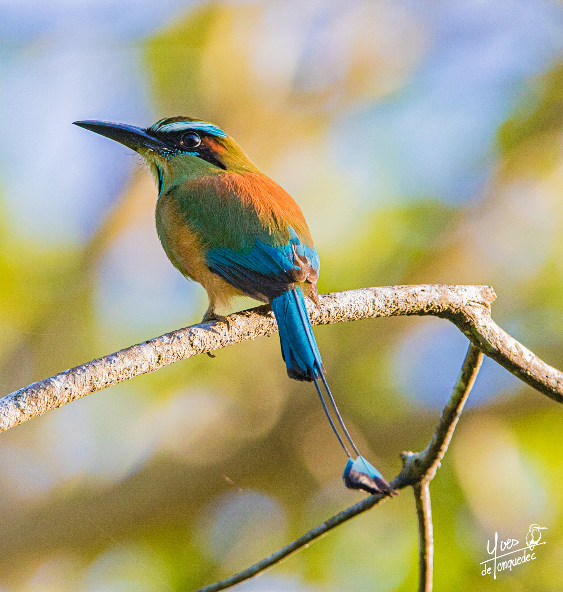Le Motmot à sourcils bleus et son élégant balancier