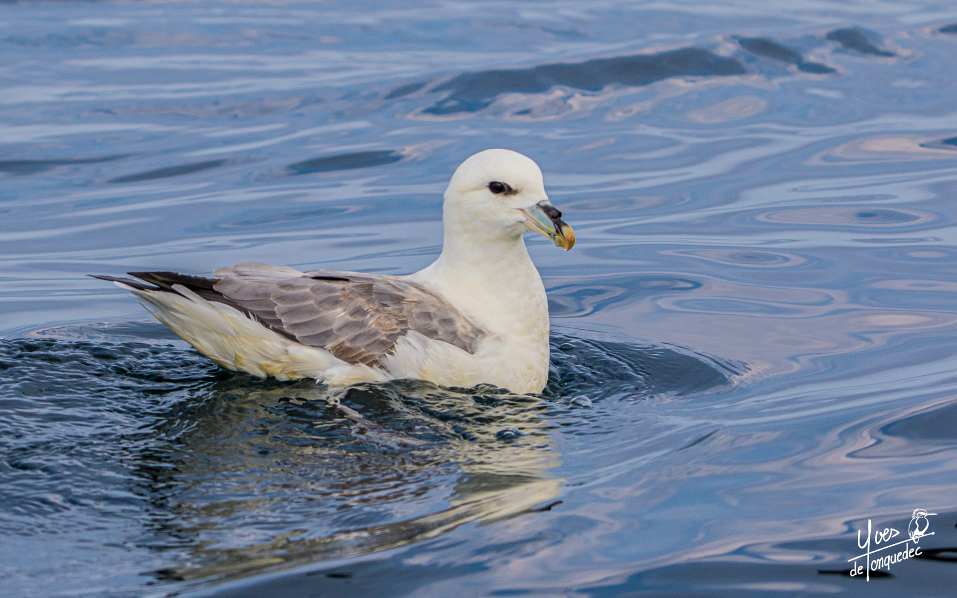 Fulmar boréal au bain