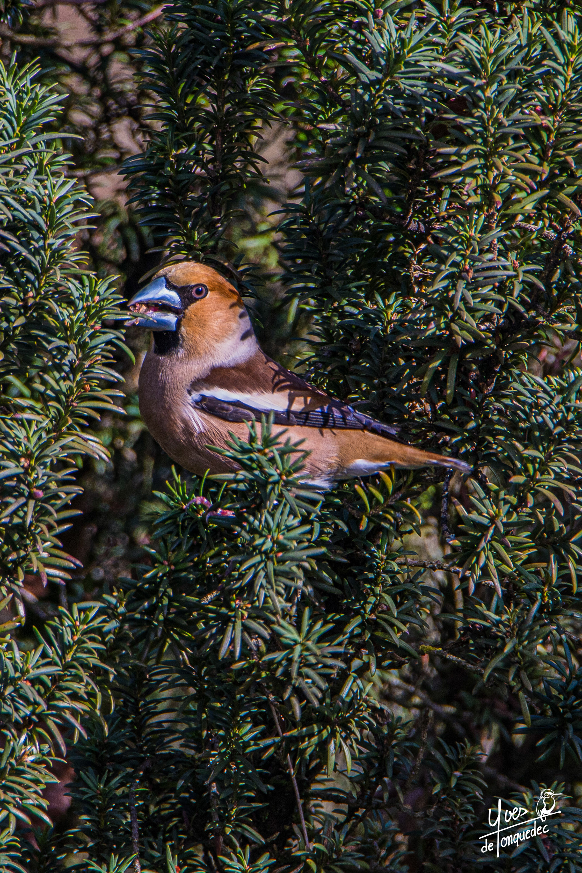 Un Grosbec casse-noyaux dîne dans l'If
