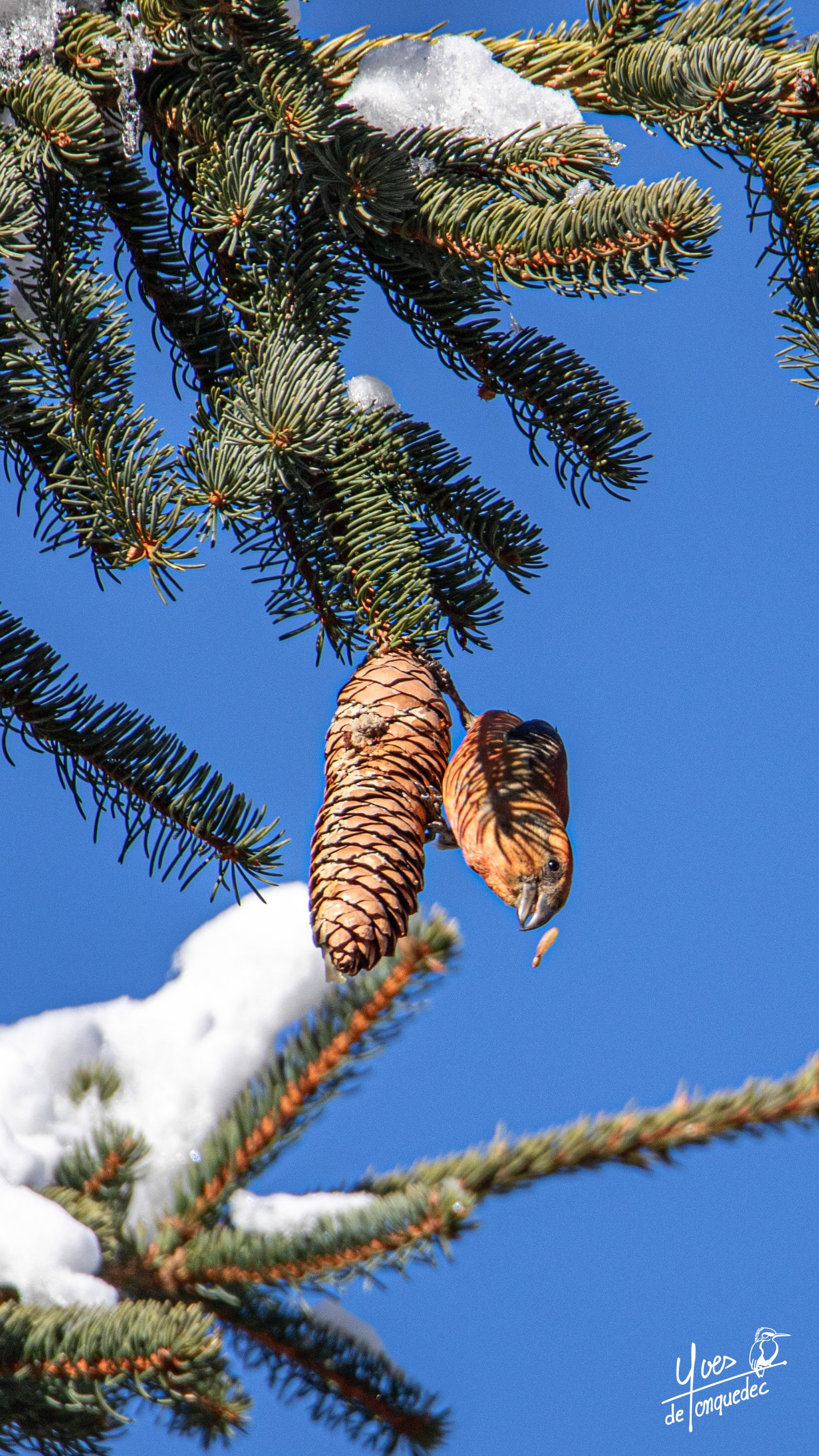 Un Bec-croisé des sapins qui casse la graine