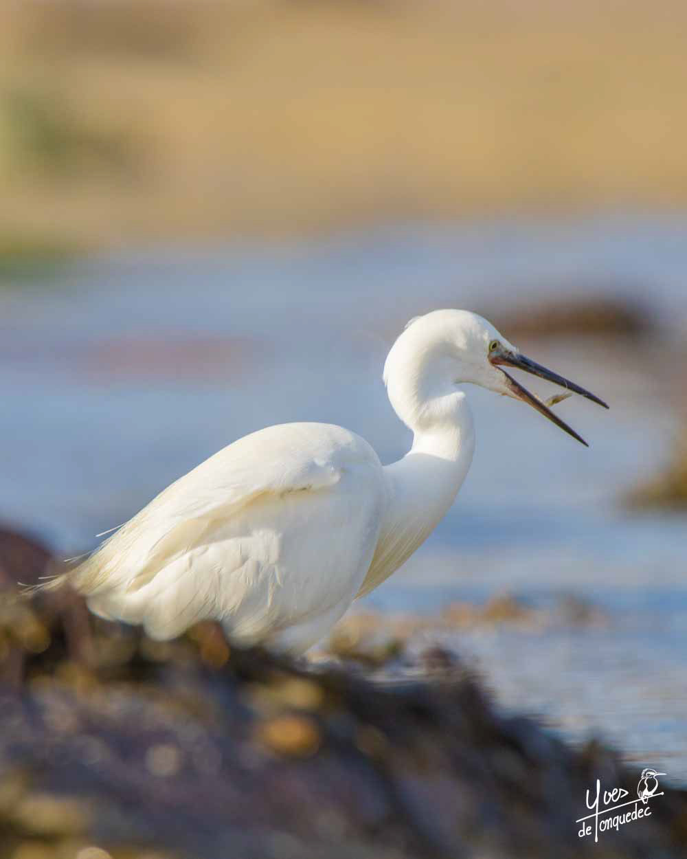 Pêche à la Crevette de l'Aigrette garzette - Baie Sainte Anne Trégastel le 2 janvier 2021