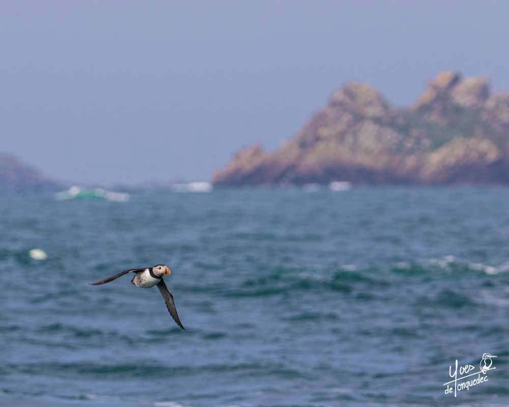 Retour sur Malban - Réserve naturelle nationale des 7 îles le 30 avril 2022 