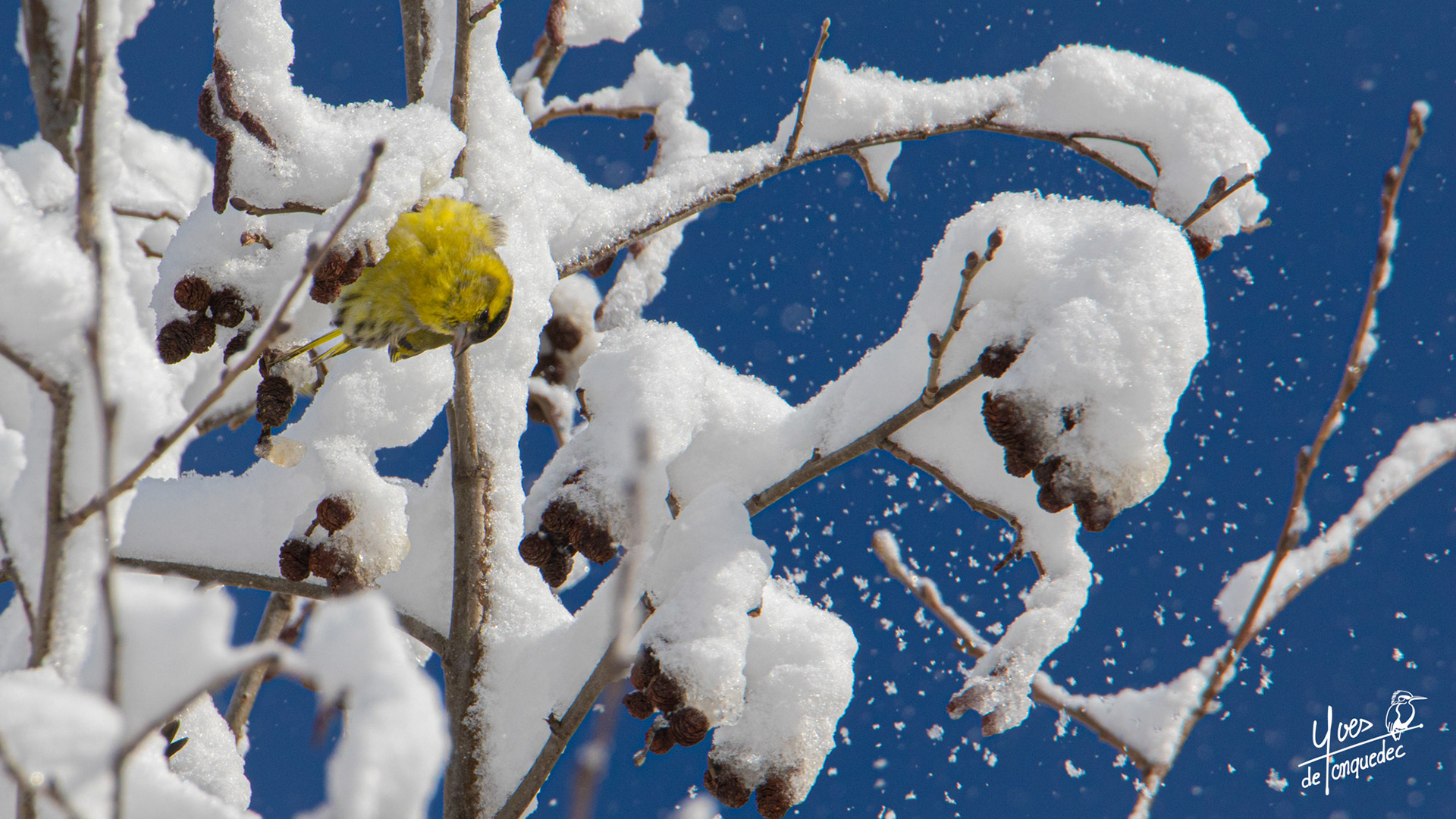 Un Tarin des aulnes dans la poudreuse 