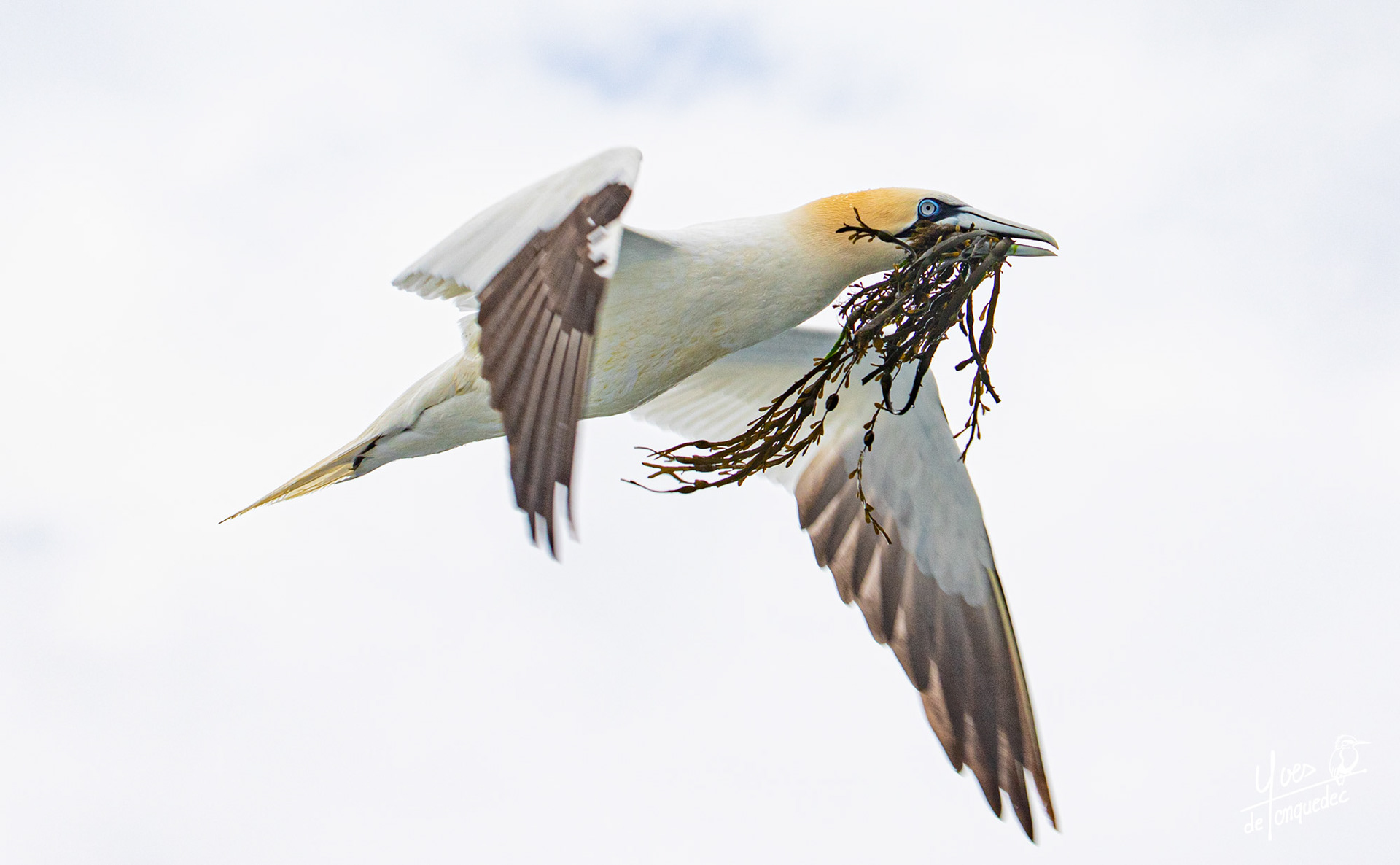 Fou de Bassan goémonier