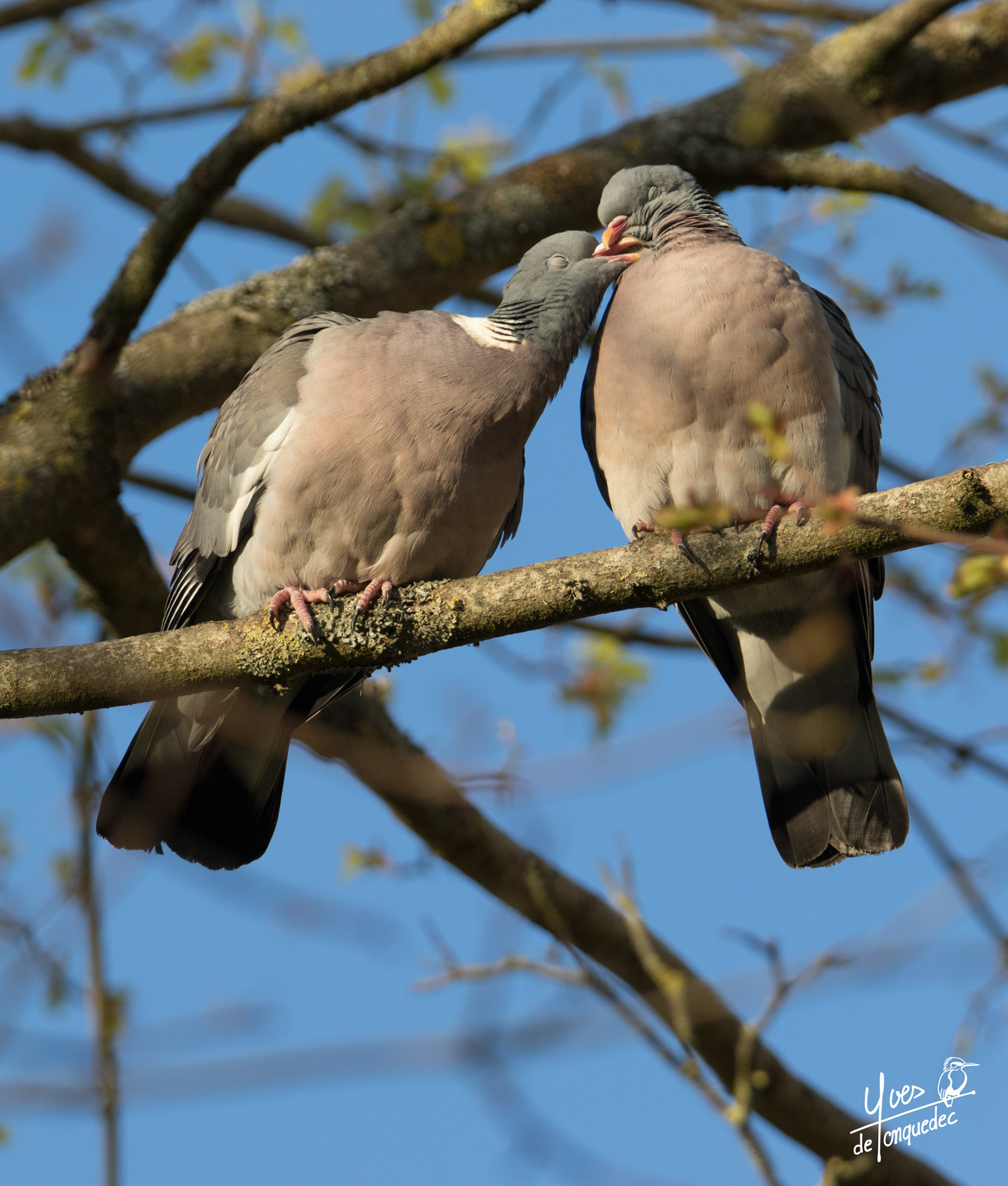 Roucoulement chez les Pigeons ramier