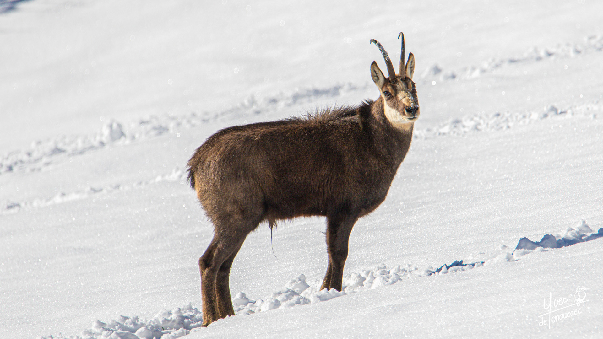 Le Chamois du champ Jean Pierre