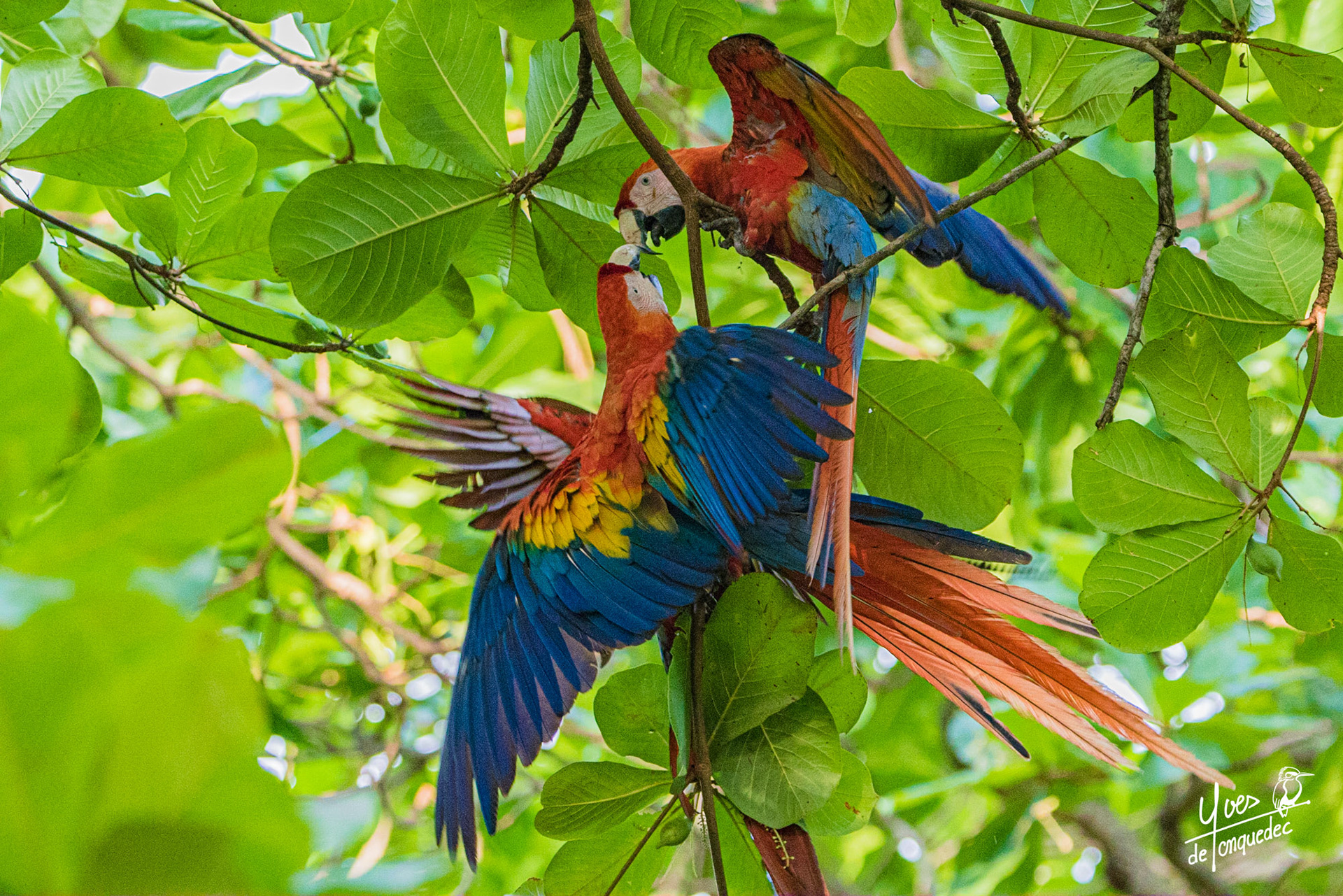 Prise de bec au sommet des Aras rouge 