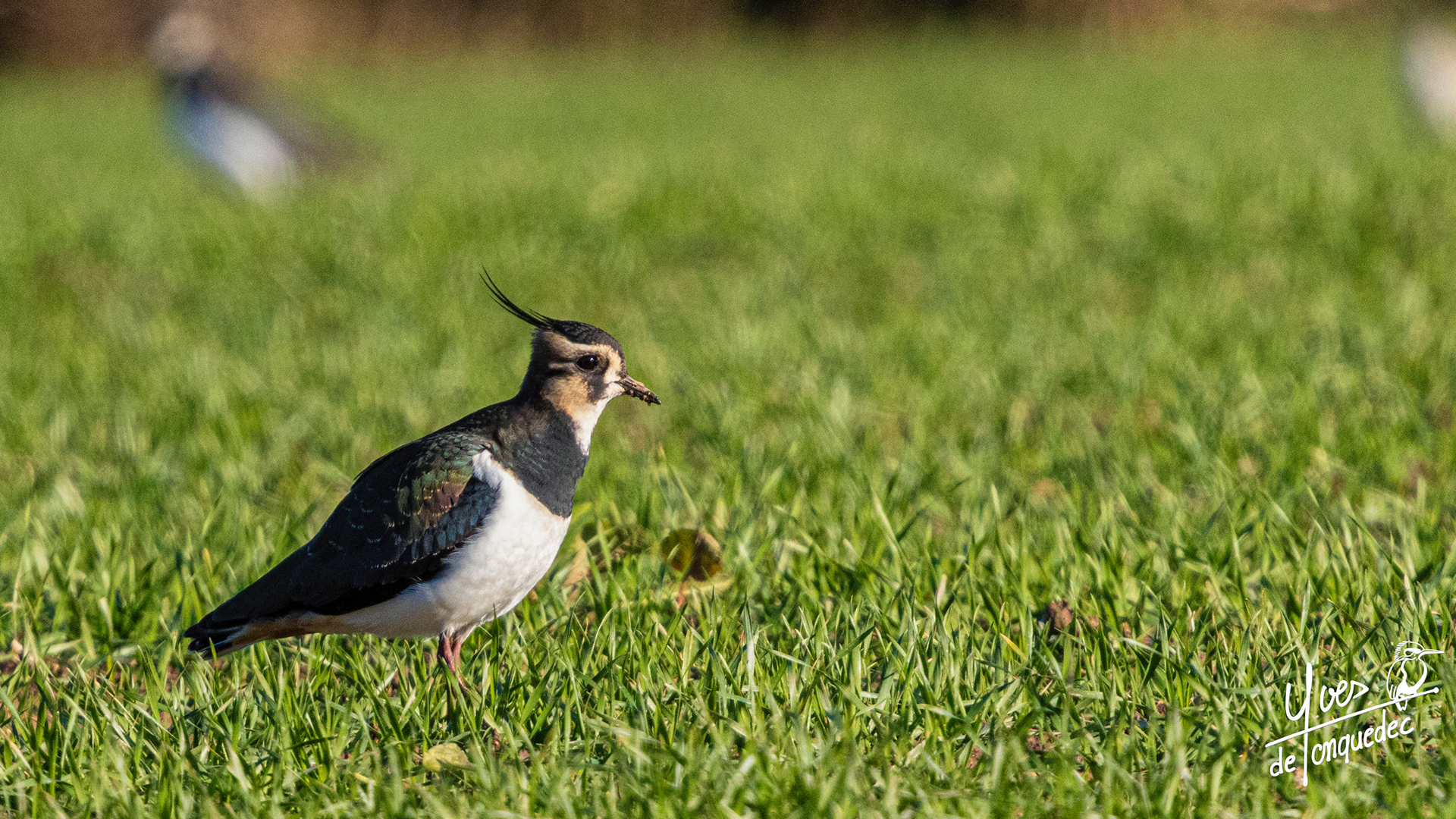 Le Vanneau hupé de Kerougan
