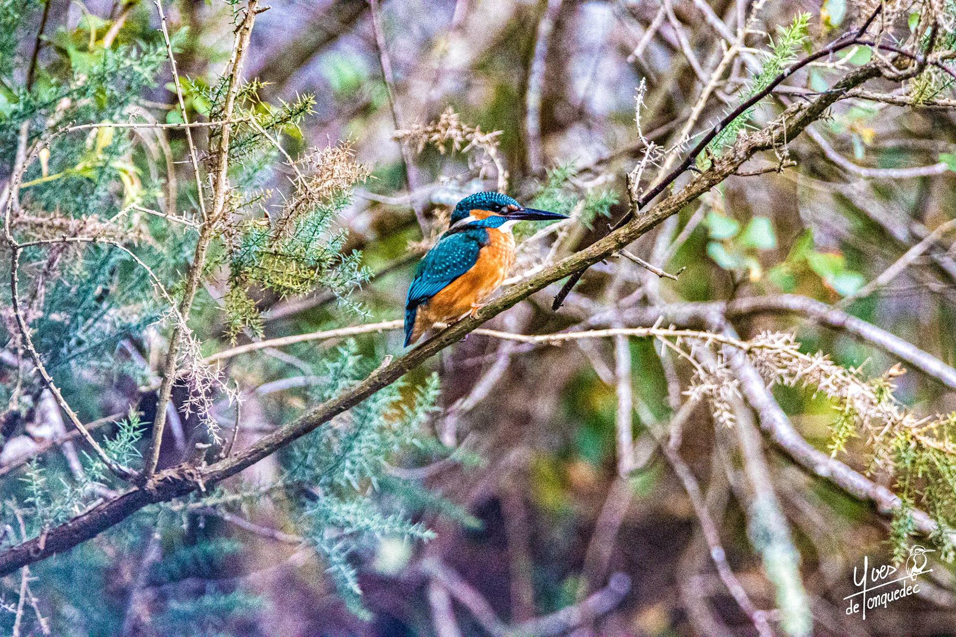Martin-pêcheur d'Europe dans les ajoncs de la Vallée des Traouïero - Ti ar Diredig Refuge LPO à Trégastel