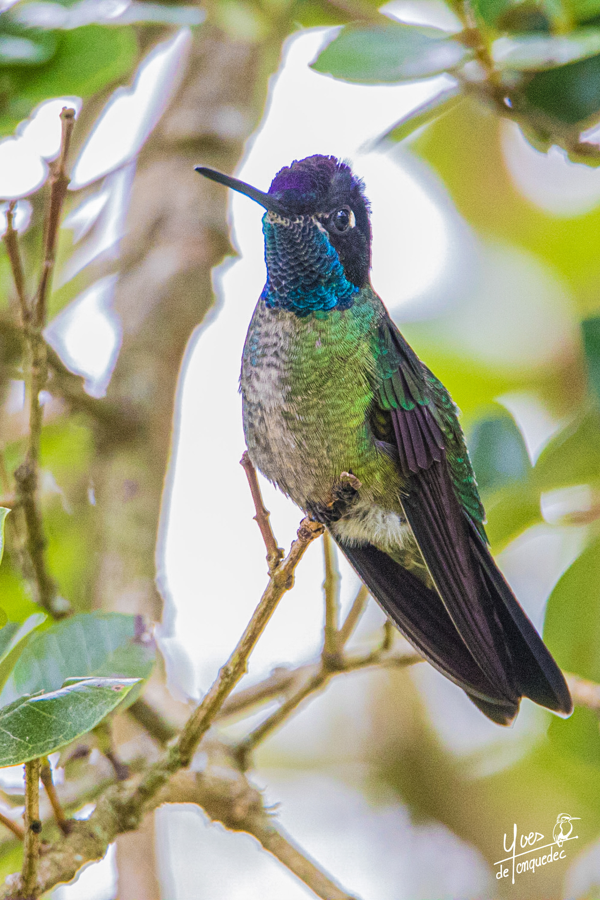 Le rutilant Colibri de Rivoli 