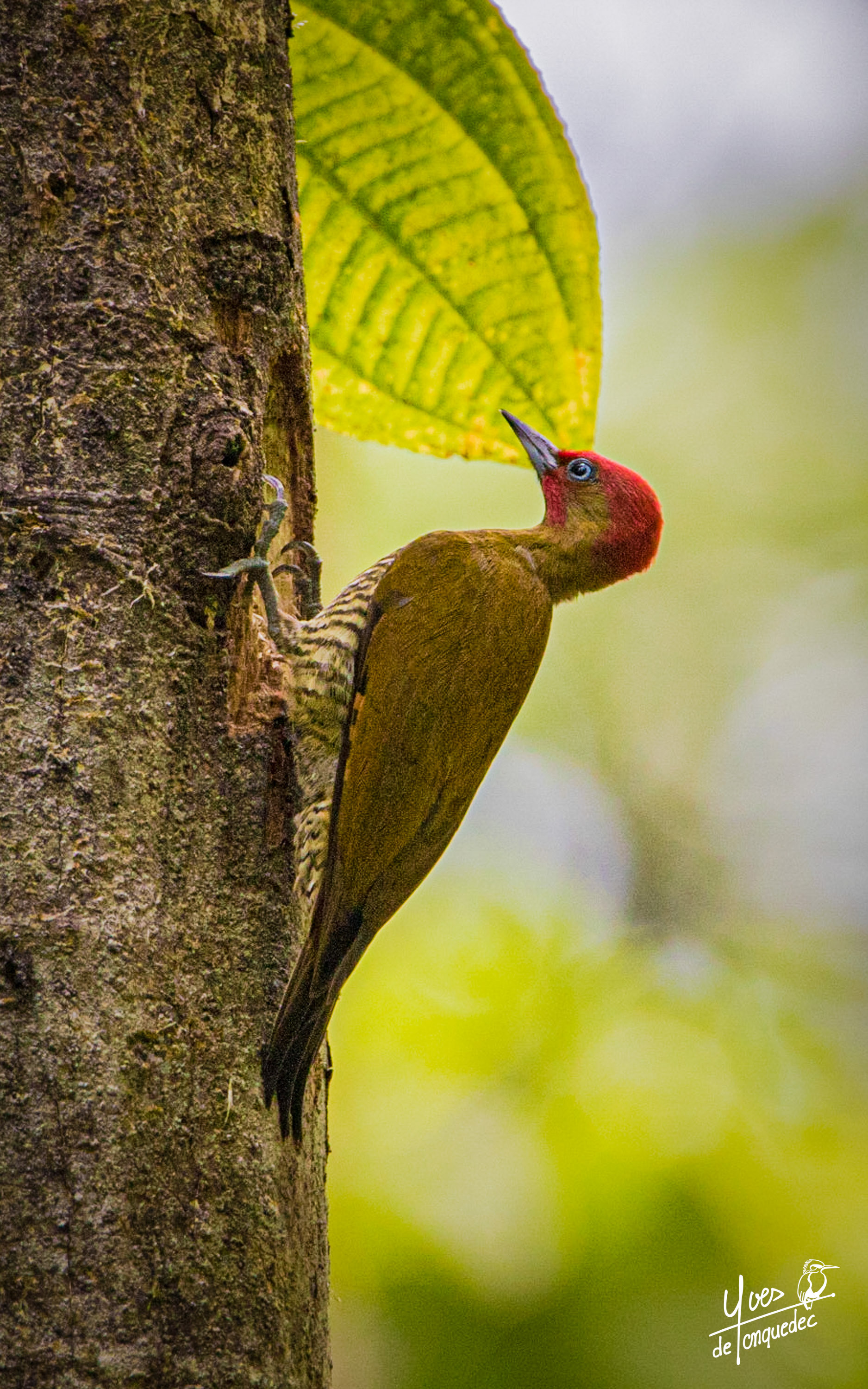 Le Pic à ailes rousses sur le tronc 