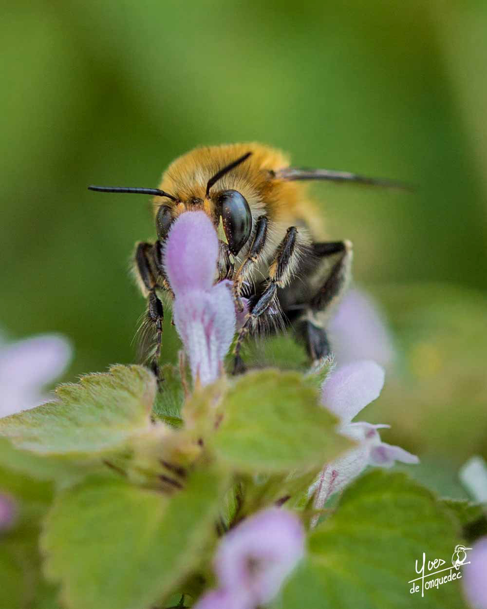 Le Bourdon terrestre dans le Lamier pourpre