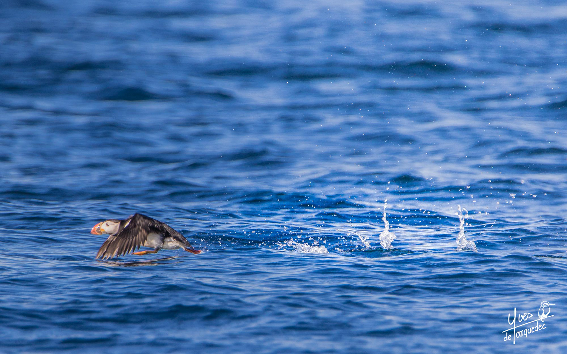 Décollage du Macareux moine - le 13 juillet 2020 - 7 Îles  Perros Guirec