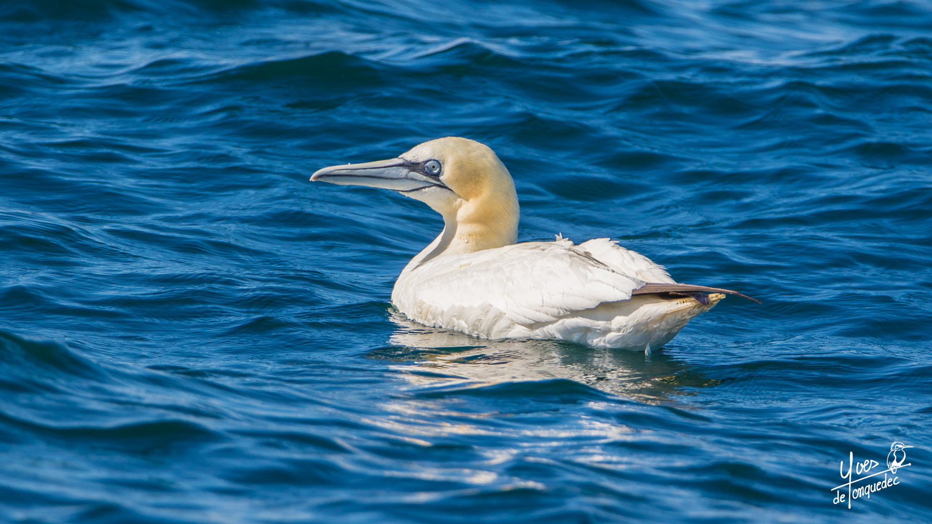 Le repot du Fou de Bassan