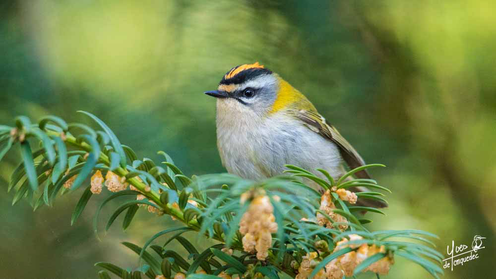 Roitellet triple bandeaux, le roi du monde