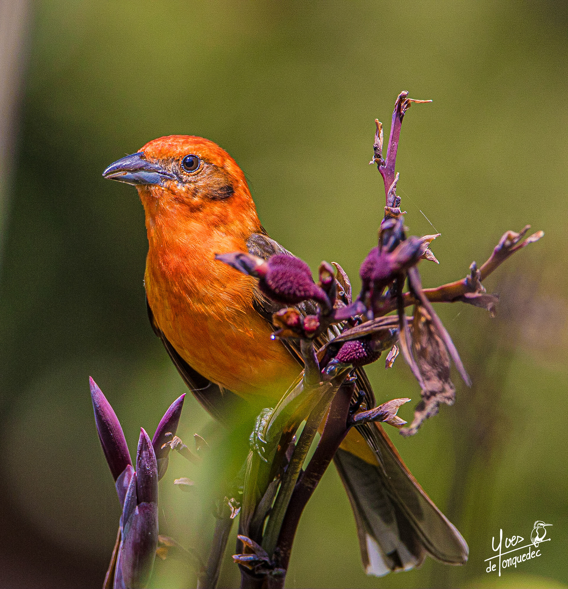 Un Tangara à dos rayé en pleine lumiére