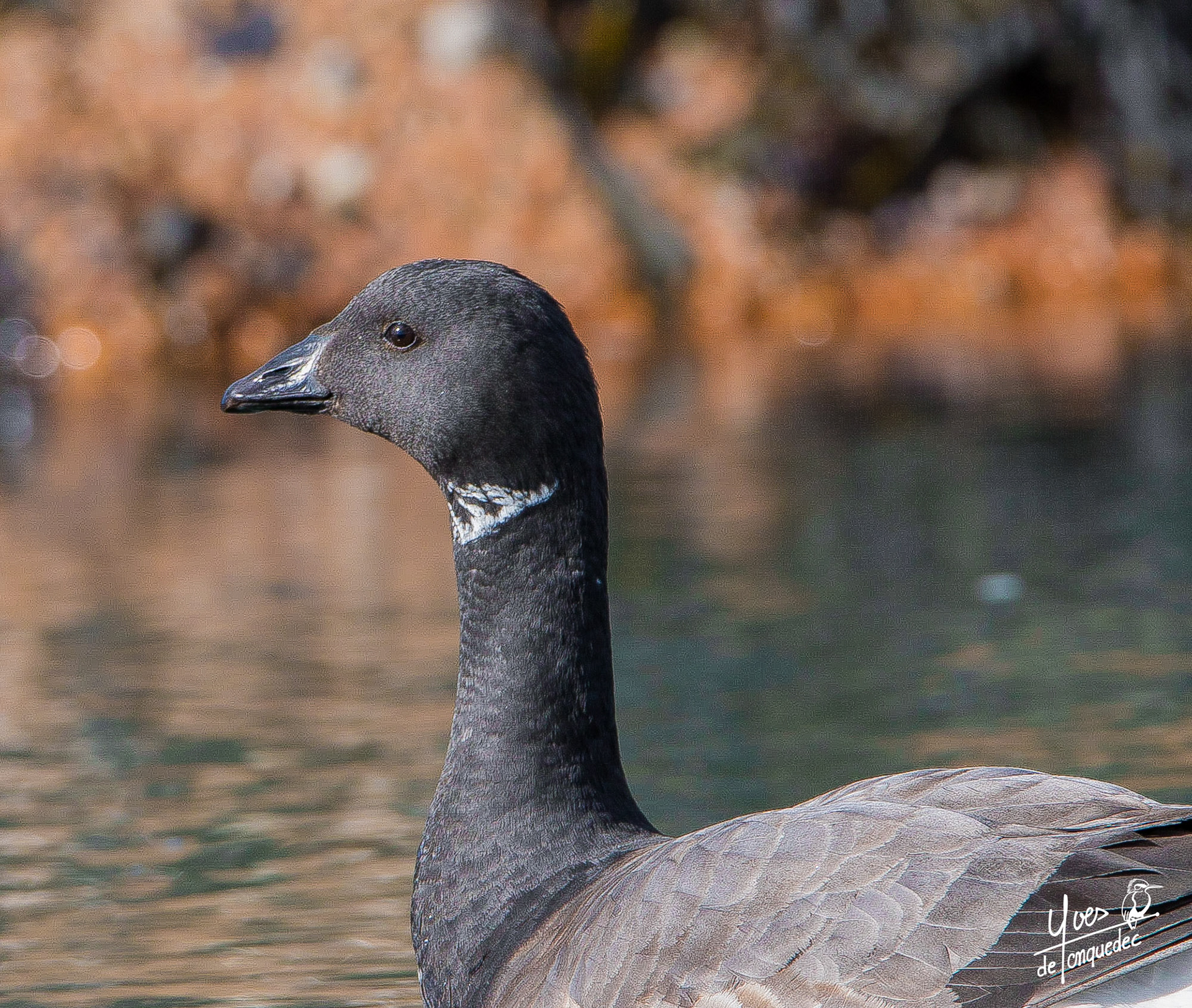 Le sourire de la Bernache cravant