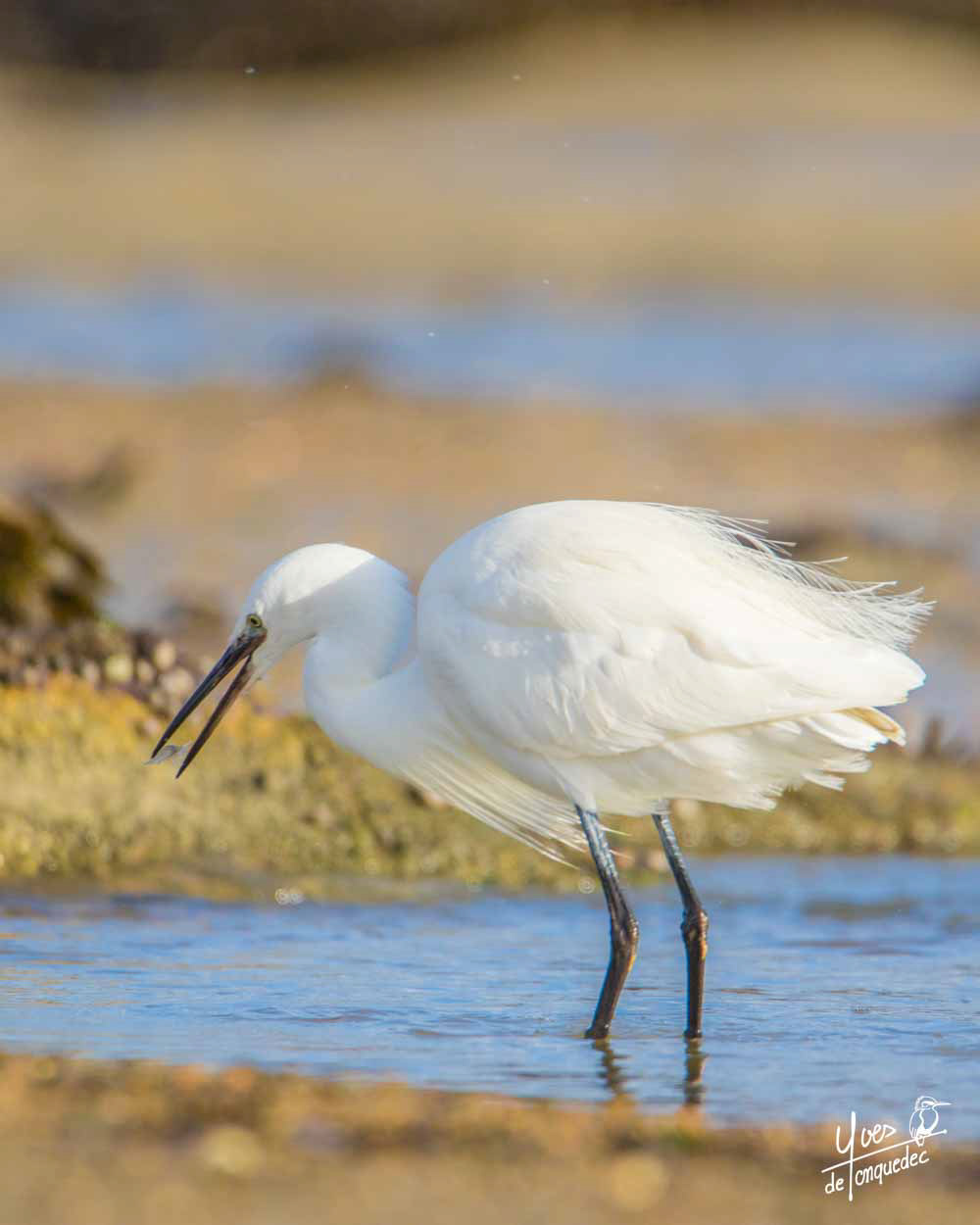 Pêche à la Crevette de l'Aigrette garzette - Baie Sainte Anne Trégastel le 2 janvier 2021