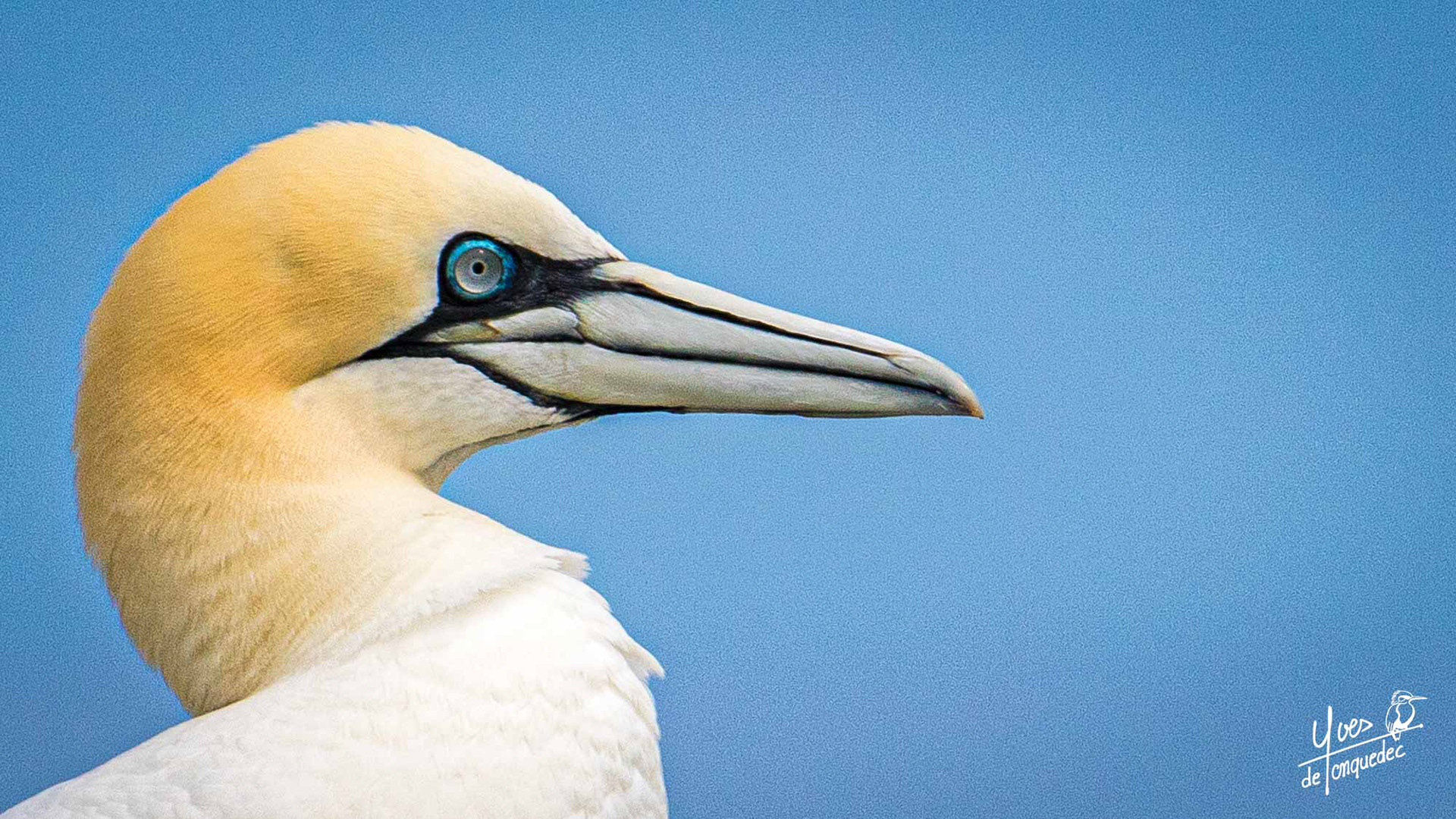 L’œil du Fou de Bassan 