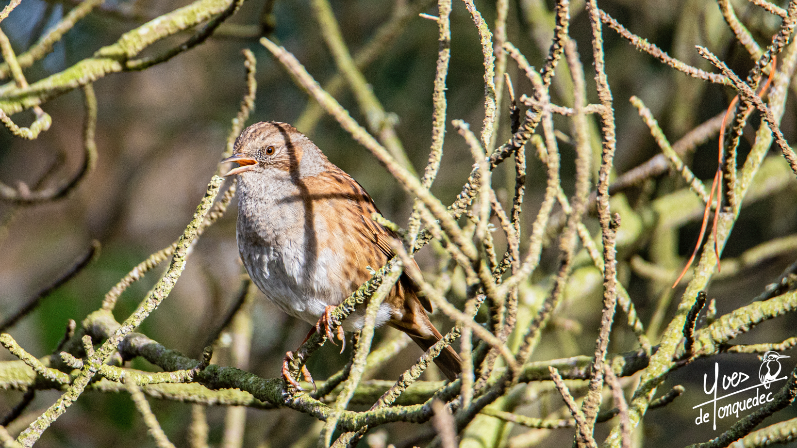 Petite mélodie modulée de l'Accenteur mouchet au soleil