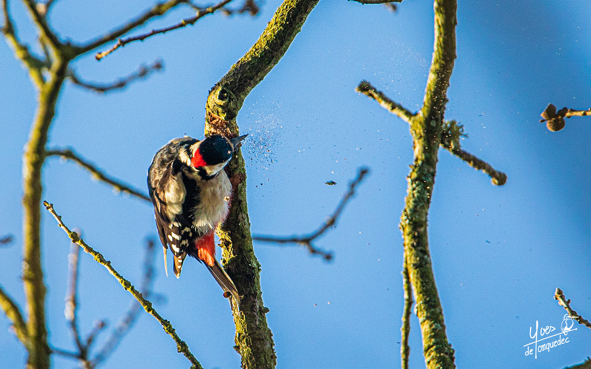 Copeaux de lumière du Pic épeiche au travail dans les bois de Louveciennes