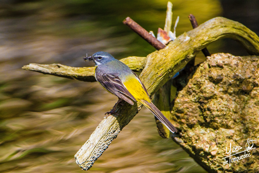 Plein le bec pour la Bergeronnette des ruisseaux