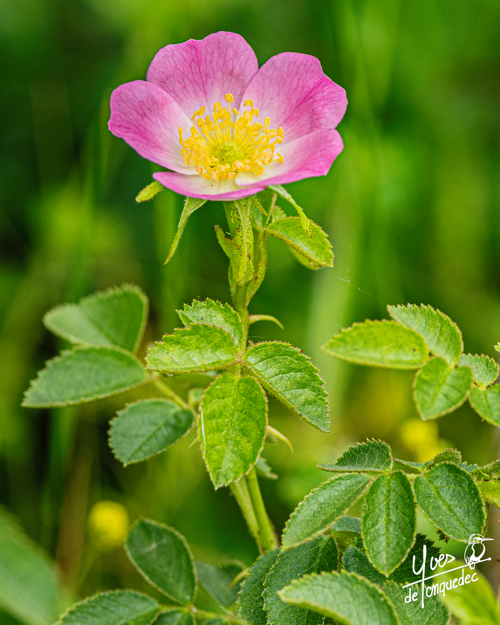 Rose....sauvage et douce