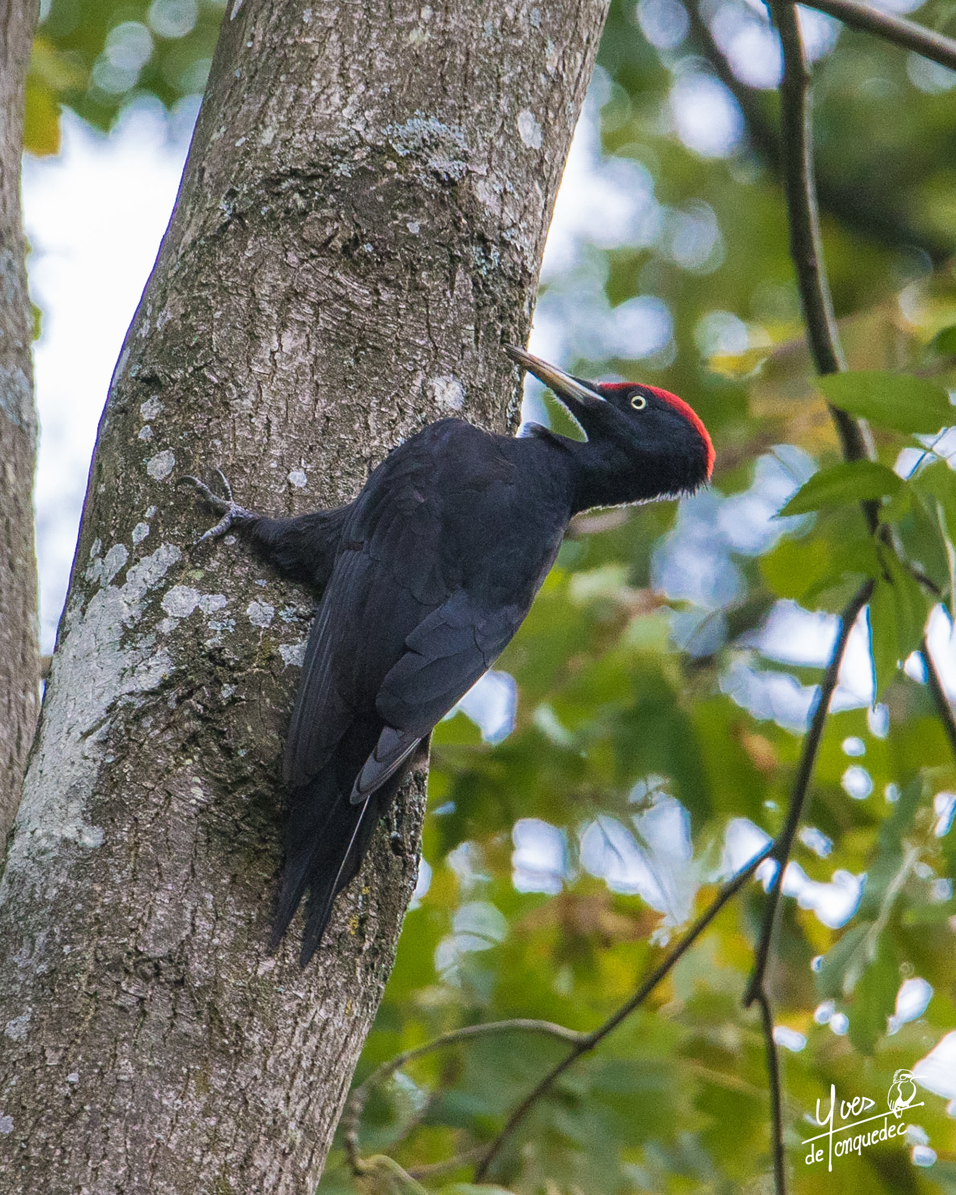 Pic noir, le prince du parc de Marly le Roi