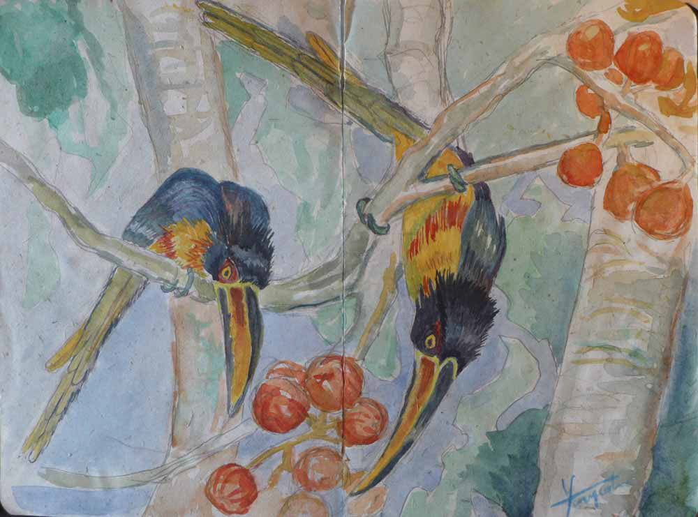 Deux Araçaris à collier au petit déjeuner - Carnet de voyage - Aquarelle 2018