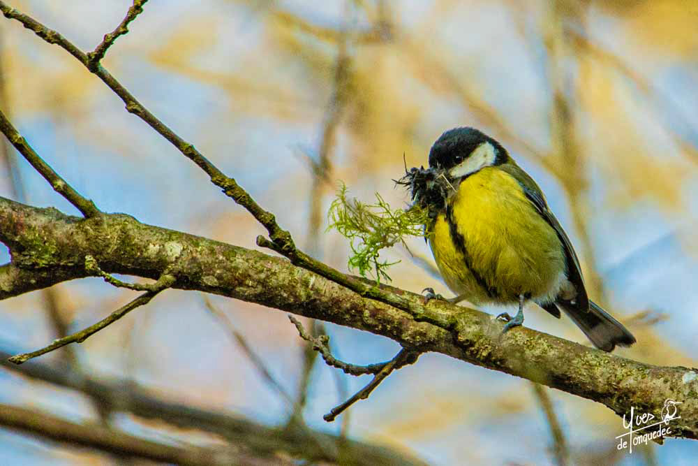 Préparartion du nid de la Mésange charbonnière