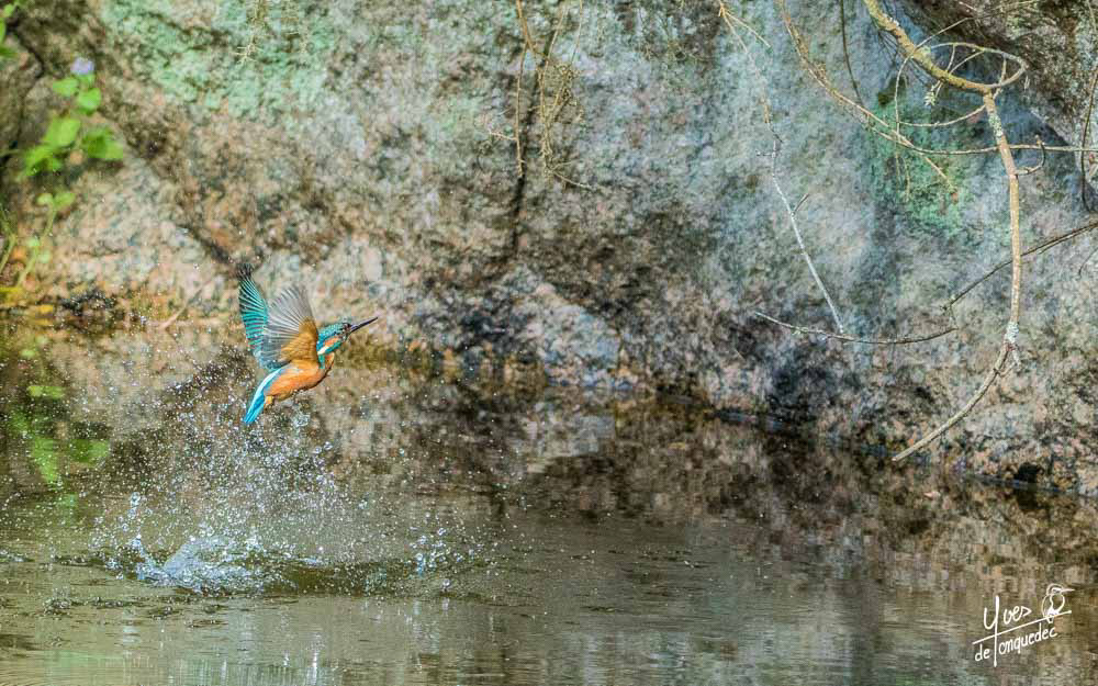 Le plongeon du Martin-pêcheur d'Europe...